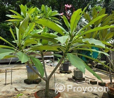 কাঠগোলাপ ফুল গাছ