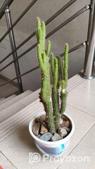 ক্যাকটাস গাছ