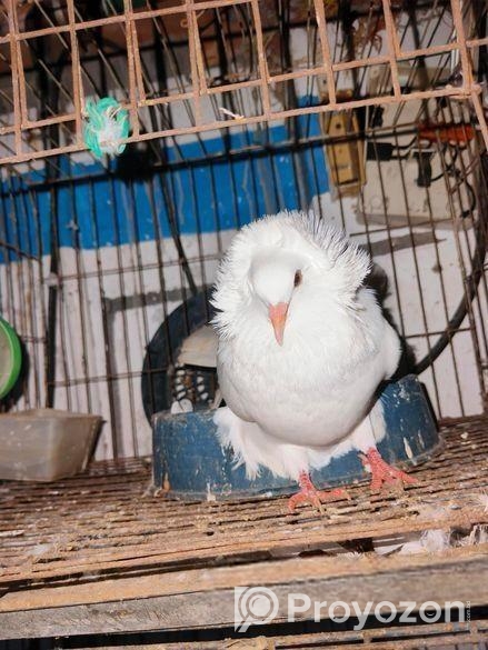 কবুতর বিক্রি হবে