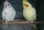 Cokatail raning pair