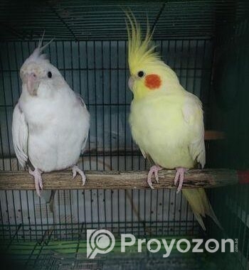 Cokatail raning pair