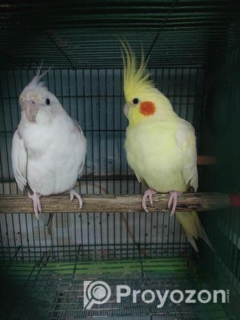 Cokatail raning pair