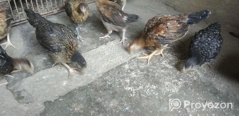 দেশি মুরগির বাচ্চা