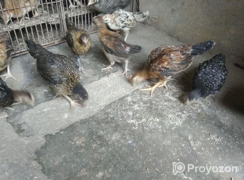 দেশি মুরগির বাচ্চা