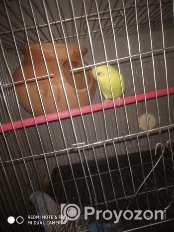 লুটিনো রে ডাইস এডাল্ট ফিমেল