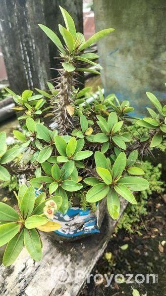 কাটামুকুট গাছ