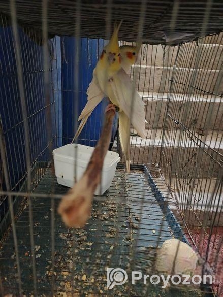 একজোড়া ককাটেল, একটি লাভ বার্ড