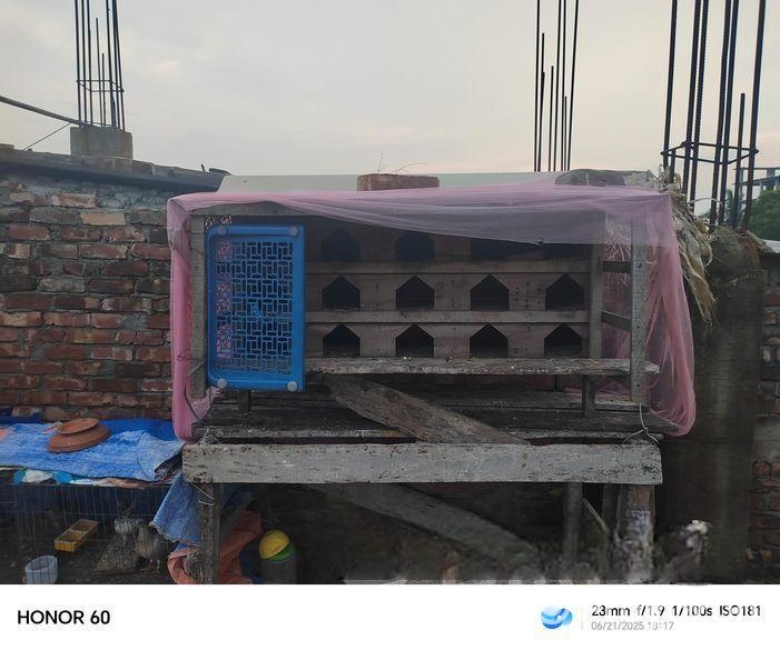 শখের কবুতর বিক্রি করে দিব সময় দিতে পারি না তাই