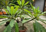 কাঠগোলাপ ফুল গাছ