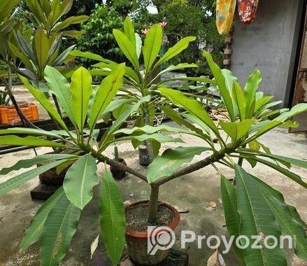 কাঠগোলাপ ফুল গাছ