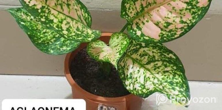AGLAONEMA Tree Sell