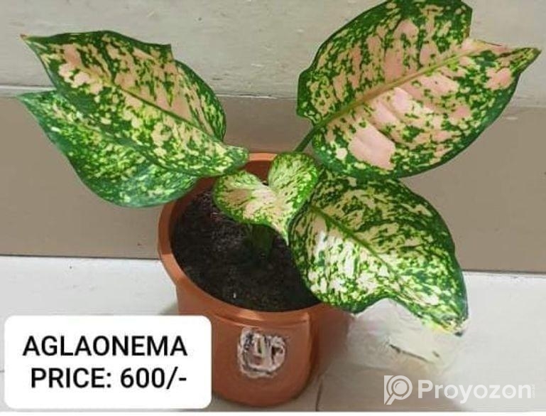 AGLAONEMA Tree Sell