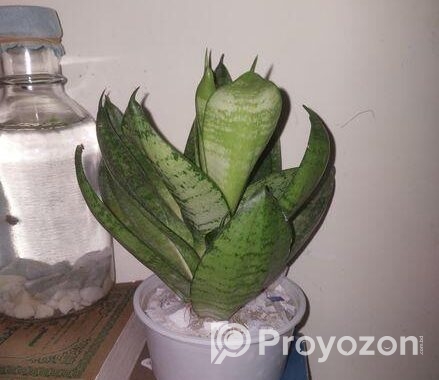 Snake Plant