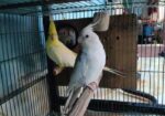 Cokatail raning pair