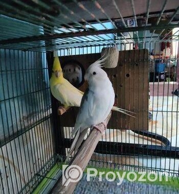 Cokatail raning pair