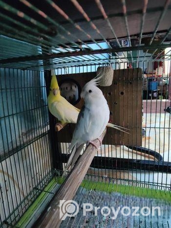 Cokatail raning pair