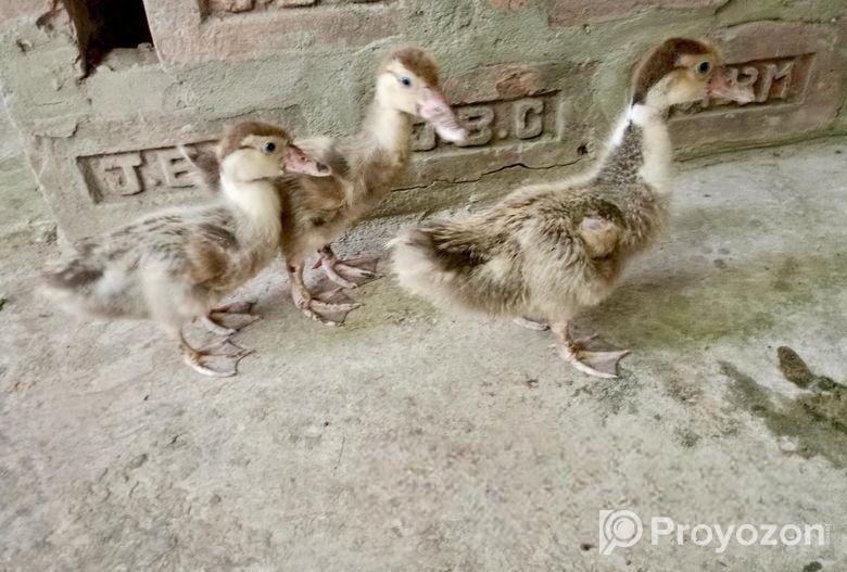 চিনা হাঁসের বাচ্চা