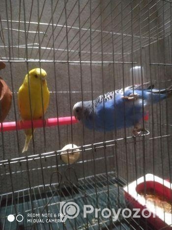 লুটিনো রে ডাইস এডাল্ট ফিমেল