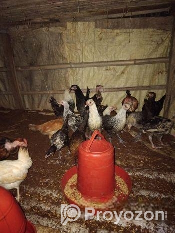 ফাওমি ও দেশি মুরগীর বাচ্চা বিক্রি করবো