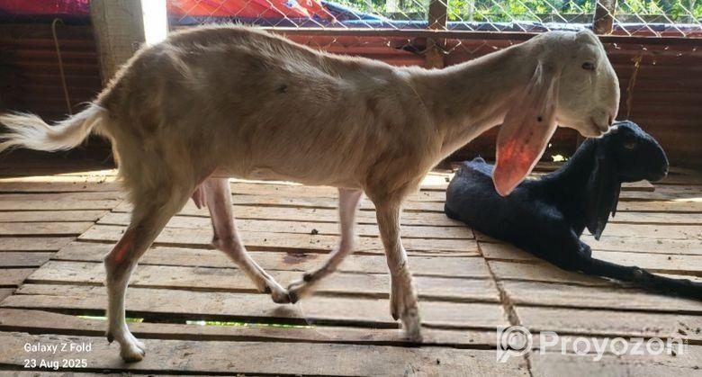 ছাগল বিক্রি হবে