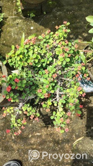 কাটামুকুট গাছ