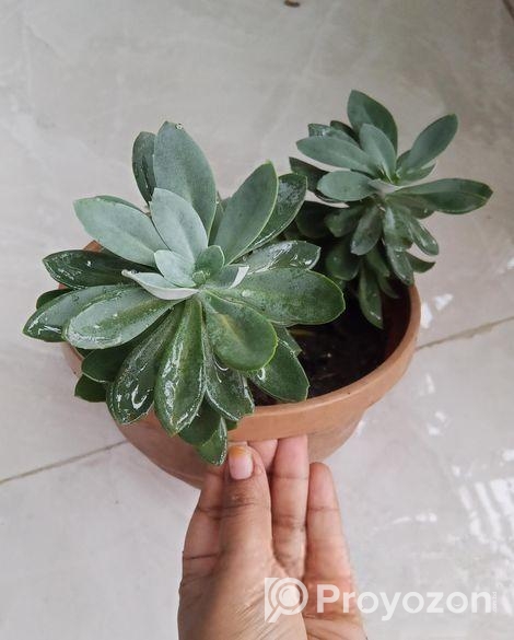 সাকুলেন্ট