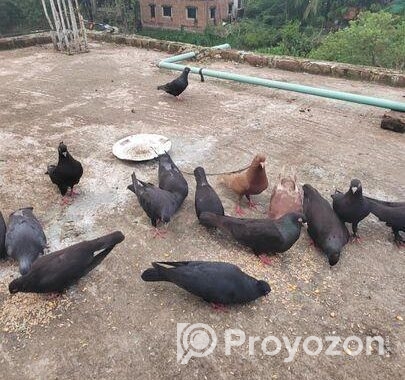 শখের কবুতর বিক্রি করে দিব সময় দিতে পারি না তাই