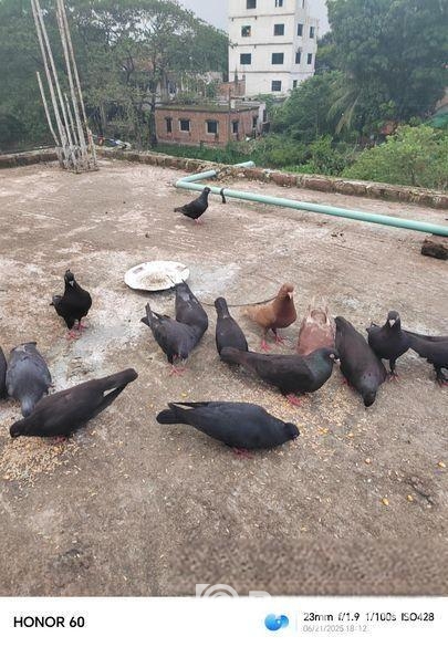 শখের কবুতর বিক্রি করে দিব সময় দিতে পারি না তাই