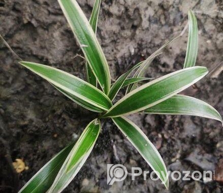 স্পাইডার প্ল্যান্ট