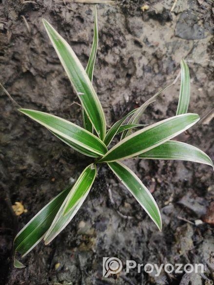 স্পাইডার প্ল্যান্ট