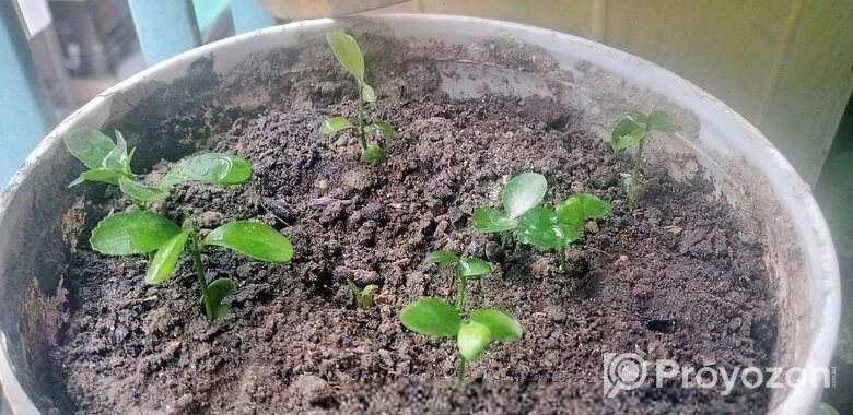 ঘরে তৈরী লেবু ও মাল্টার চারা!