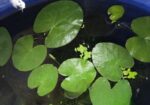 water lily