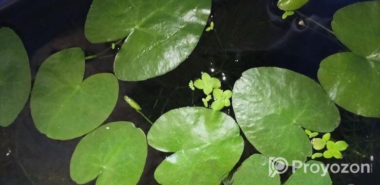 water lily