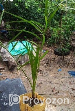 সৌদি দাবাস খেজুর চারা