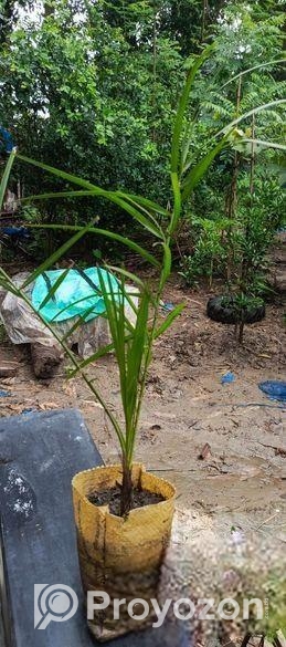 সৌদি দাবাস খেজুর চারা