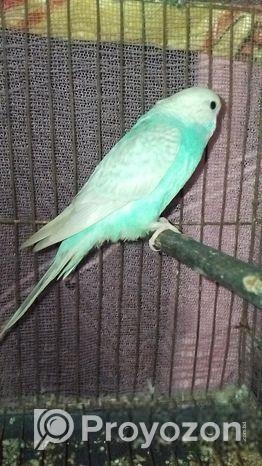 ২ পিচ বারজিগার পাখি