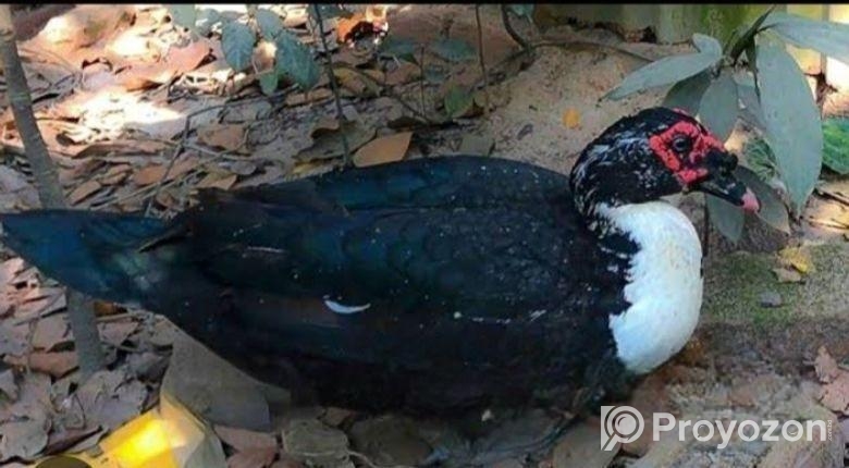 চিনার হাঁস