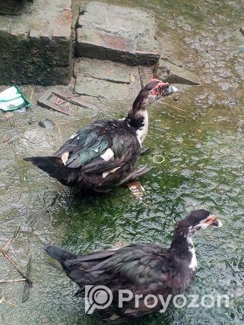 চিনা হাস