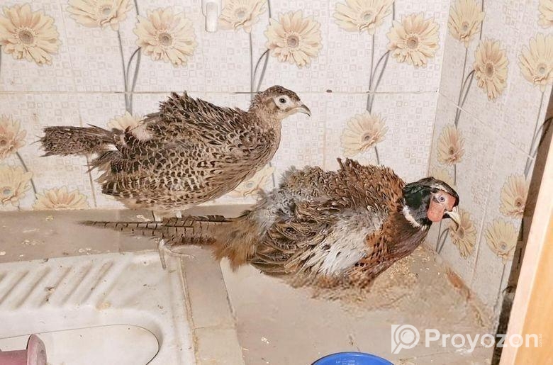 সম্পুর্ন সুস্থ রিং নেট ফিসেনট