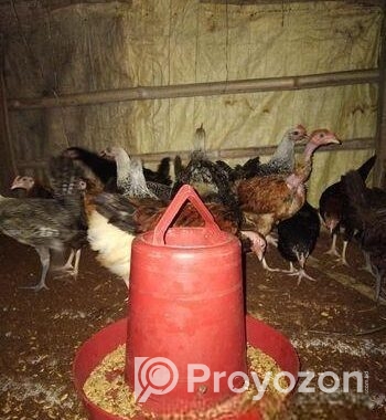 ফাওমি ও দেশি মুরগীর বাচ্চা বিক্রি করবো