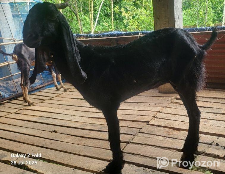 ছাগল বিক্রি হবে