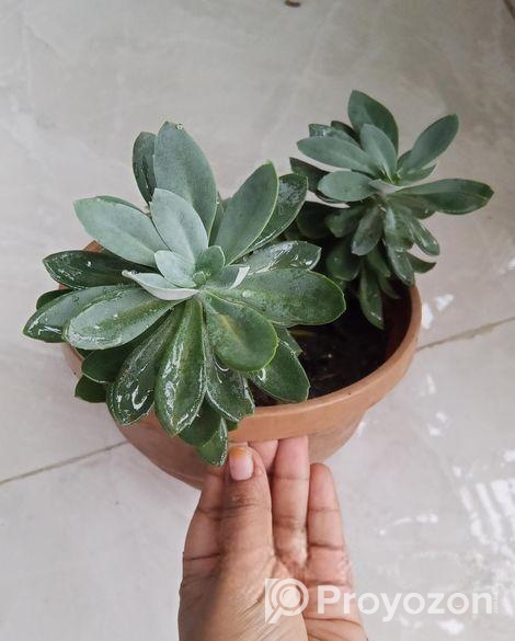 সাকুলেন্ট