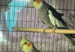 Cockatiel Running Adult Pair
