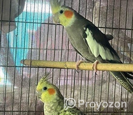 Cockatiel Running Adult Pair
