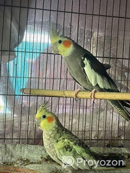 Cockatiel Running Adult Pair
