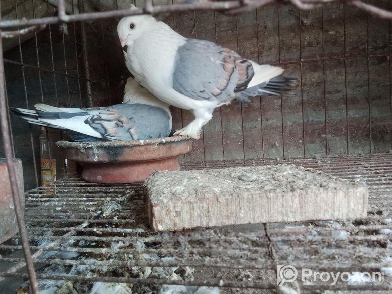 কবুতর বিক্রি হবে