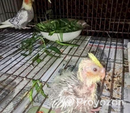 কোকোটাল পাখি।