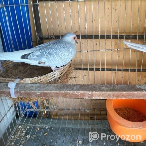 লুটিনো বাজিগর