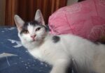 Mix breed Persian