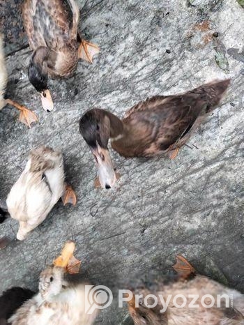 হাঁস বিক্রয়